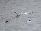 Larus hyperboreus