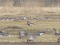 Branta ruficollis