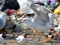 Larus cachinnans