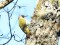 Picus viridis