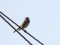 Emberiza calandra