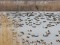 Branta ruficollis