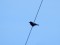 Corvus corone