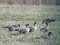Anser brachyrhynchus