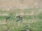 Branta ruficollis