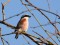 Lanius collurio