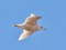 Larus hyperboreus