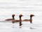 Podiceps auritus