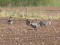 Anser brachyrhynchus