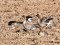 Anser brachyrhynchus