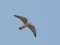Falco vespertinus