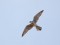 Falco vespertinus