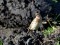Anthus cervinus