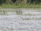 Podiceps auritus