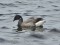 Branta bernicla