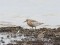 Calidris canutus