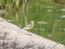 Motacilla citreola