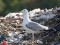 Larus cachinnans