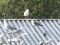 Larus fuscus heuglini