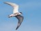 Whiskered Tern (Chlidonias hybrida) Babite lake, Babite county, 06-Jul-2018. © Edgars Smislovs Chlidonias hybrida