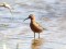 Curlew Sandpiper (Calidris ferruginea) Ainazi pier, Salacgriva county, 07-Jul-2018. © Karlis Millers Calidris ferruginea