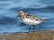Sanderling (Calidris alba) Mangalsala pier, Riga, 10-Jul-2018. © Igors Denisovs Calidris alba