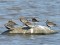 Broad-billed Sandpiper (Limicola falcinellus) Randi meadows, Salacgriva county, 16-Jul-2018. © Igors Denisovs Limicola falcinellus