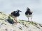 Ruddy Turnstone (Arenaria interpres) Mangalsala pier, Riga, 18-Jul-2018. © Igors Denisovs Arenaria interpres