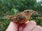 Aquatic Warbler (Acrocephalus paludicola) Pape lake, Rucava county, 29-Jul-2018. © Valts Jaunzemis Acrosephalus paludicola