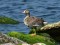 Greater White-fronted Goose (Anser albifrons) Daugavgriva pier, Riga, 31-Jul-2018. © Igors Denisovs Anser albifrons