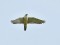 Falco peregrinus