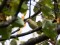 Phylloscopus inornatus