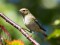 Phylloscopus inornatus