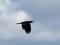 Corvus corone