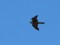 Falco peregrinus