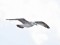 Larus cachinnans