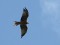 Milvus milvus