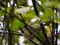 Phylloscopus inornatus