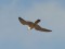 Falco peregrinus