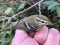 Phylloscopus inornatus