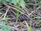 Lymnocryptes minimus