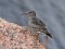 Calidris maritima