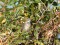 Luscinia svecica