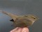 Phylloscopus fuscatus