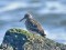 Calidris maritima