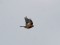 Carduelis flavirostris