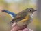 Tarsiger cyanurus