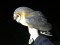 Tyto alba guttata