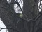 Psittacula krameri