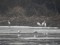 Ardea alba